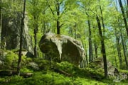 Dovbush