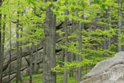 Dovbush