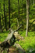 Dovbush